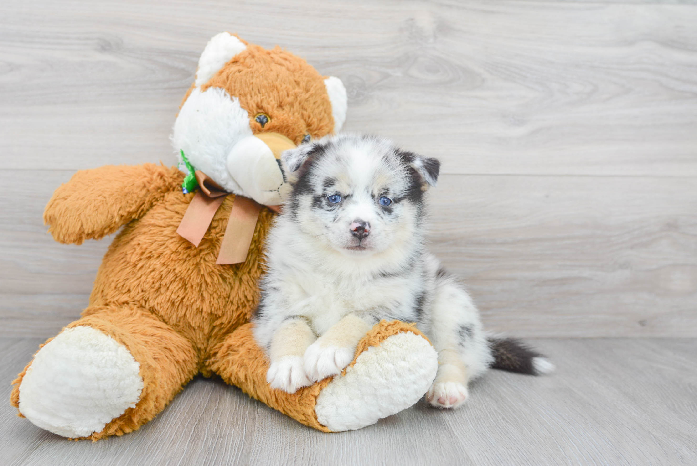 Teddy bear outlet pomsky