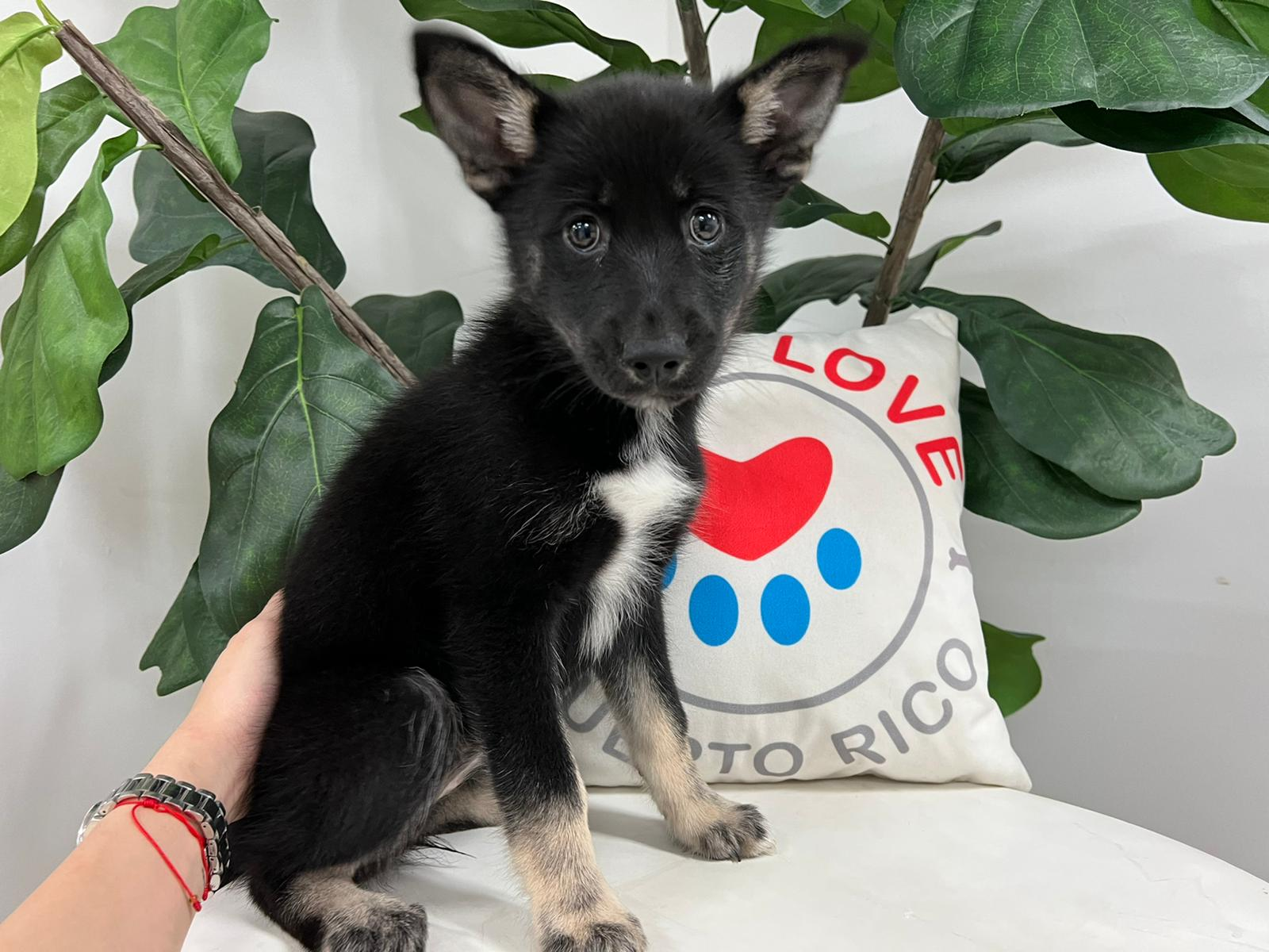 Best Pomsky Baby