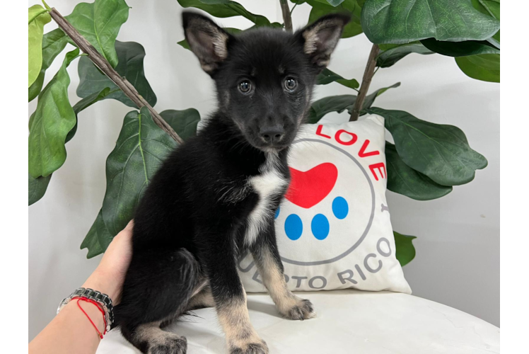 Meet Lily - our Pomsky Puppy Photo 1/4 - Puppy Love PR Best Pomsky Baby