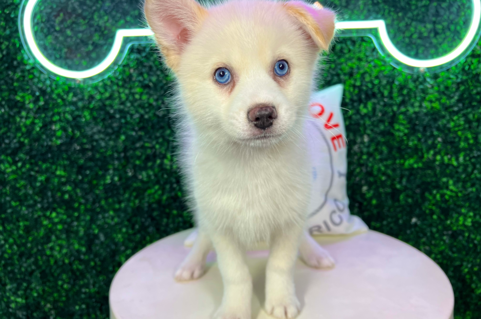 10 week old Pomsky Puppy For Sale - Puppy Love PR