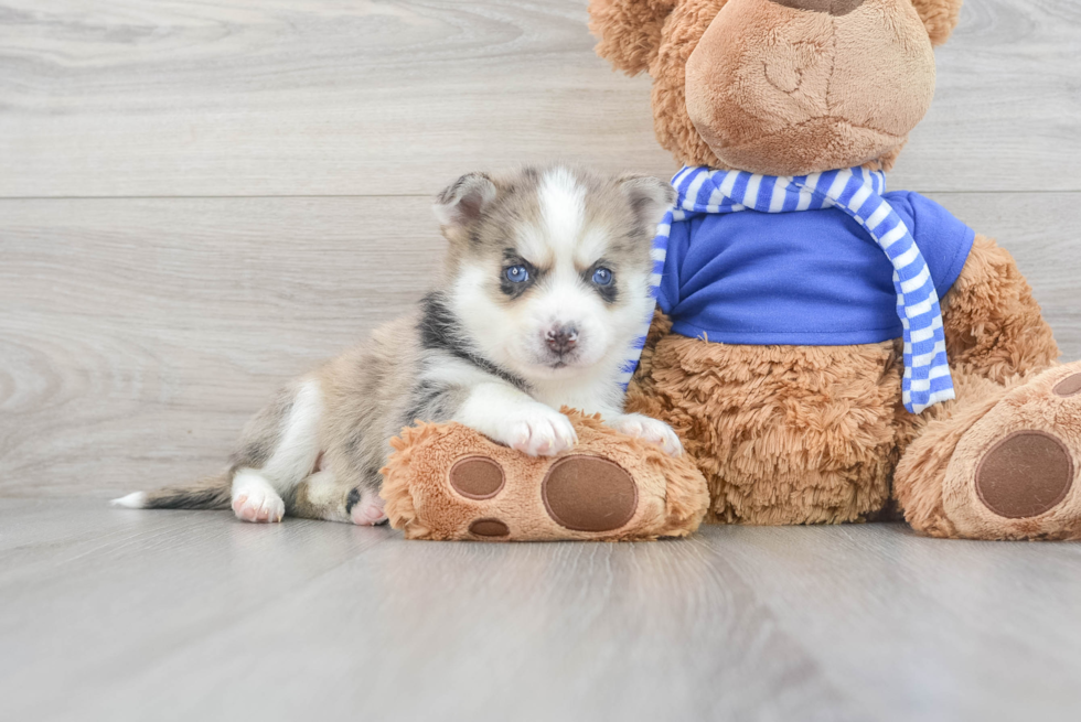 Best Pomsky Baby