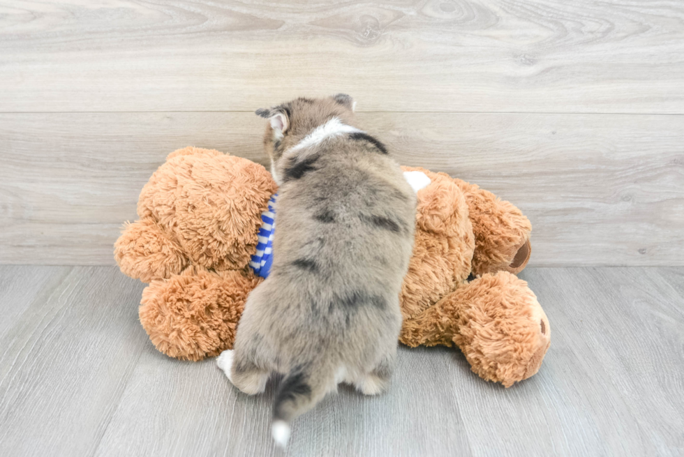 Pomsky Puppy for Adoption