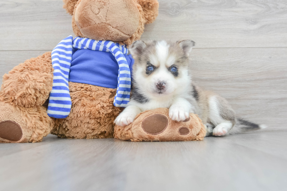 Playful Mini Husky Designer Puppy