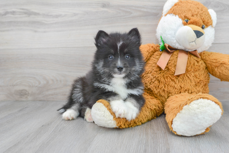 Cute Pomsky Designer Pup