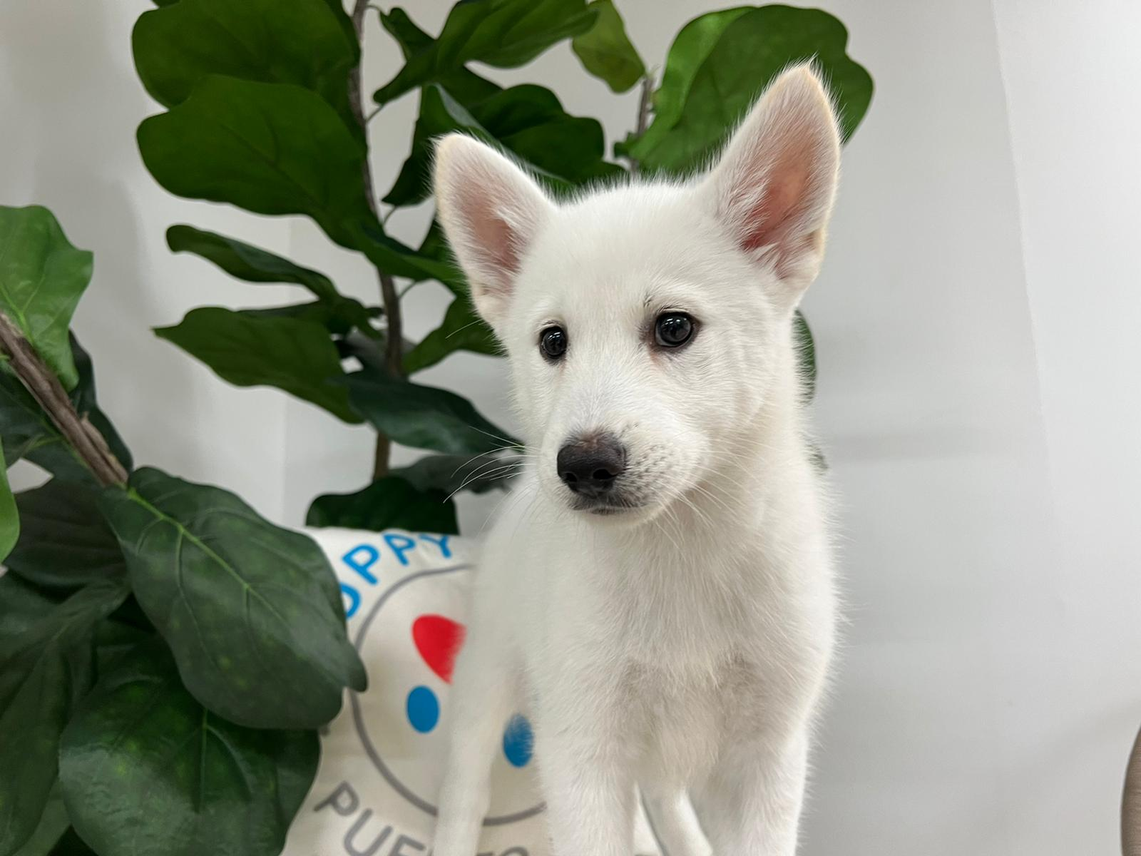 Pomsky Pup Being Cute