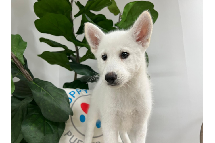 Pomsky Pup Being Cute