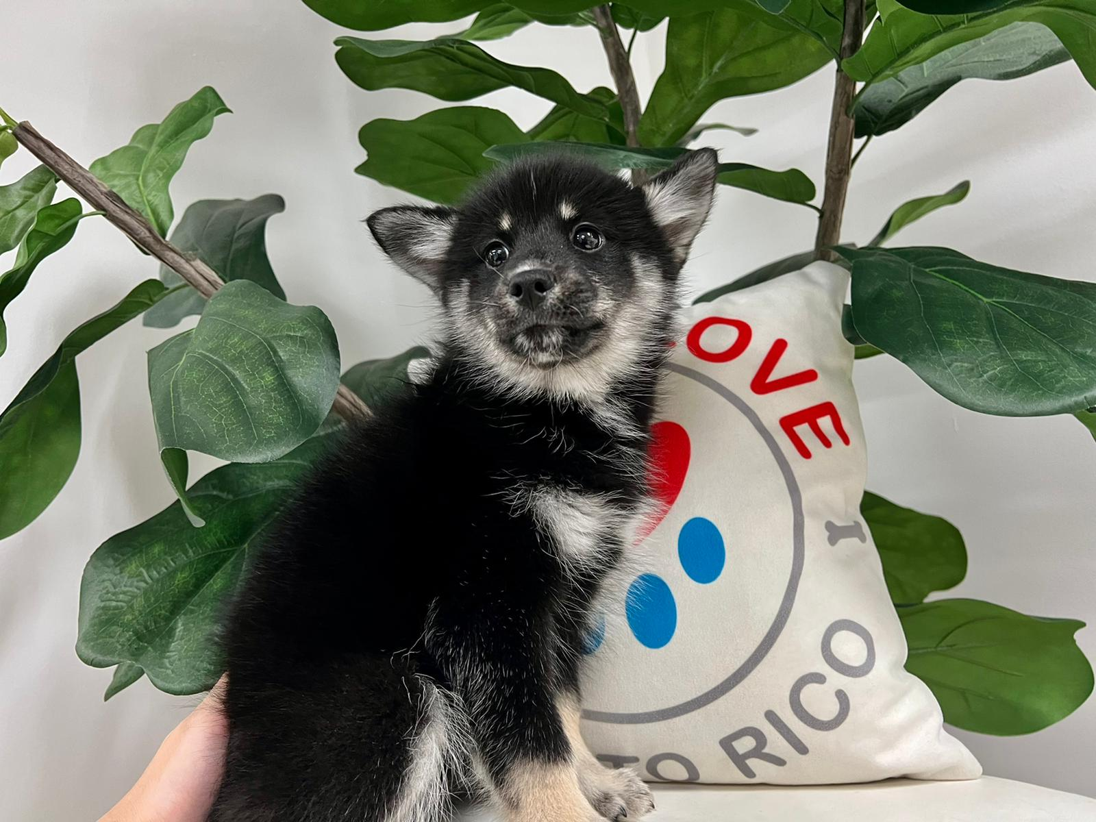 Cute Pomsky Baby