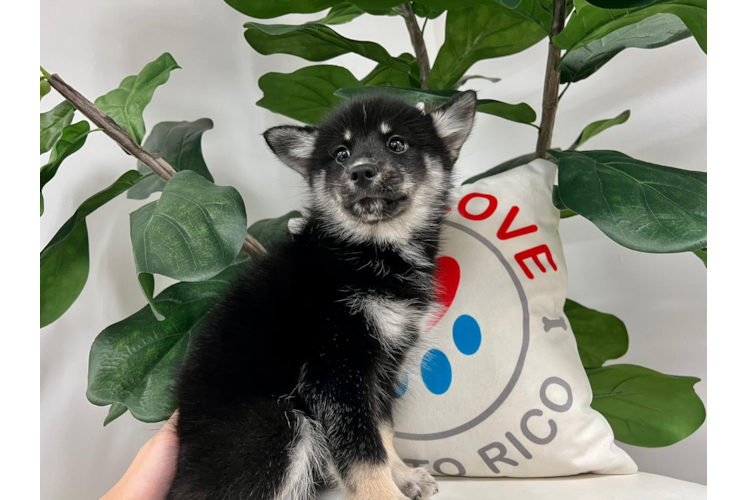 Meet Lulu - our Pomsky Puppy Photo 1/4 - Puppy Love PR Cute Pomsky Baby