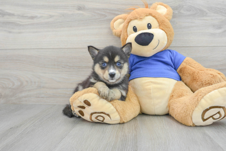 Meet Luna - our Pomsky Puppy Photo 1/3 - Puppy Love PR Pomsky Puppy for Adoption