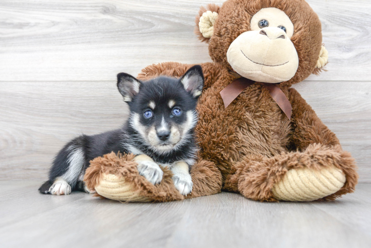 Pomsky Pup Being Cute