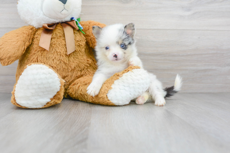 Cute Pomsky Baby