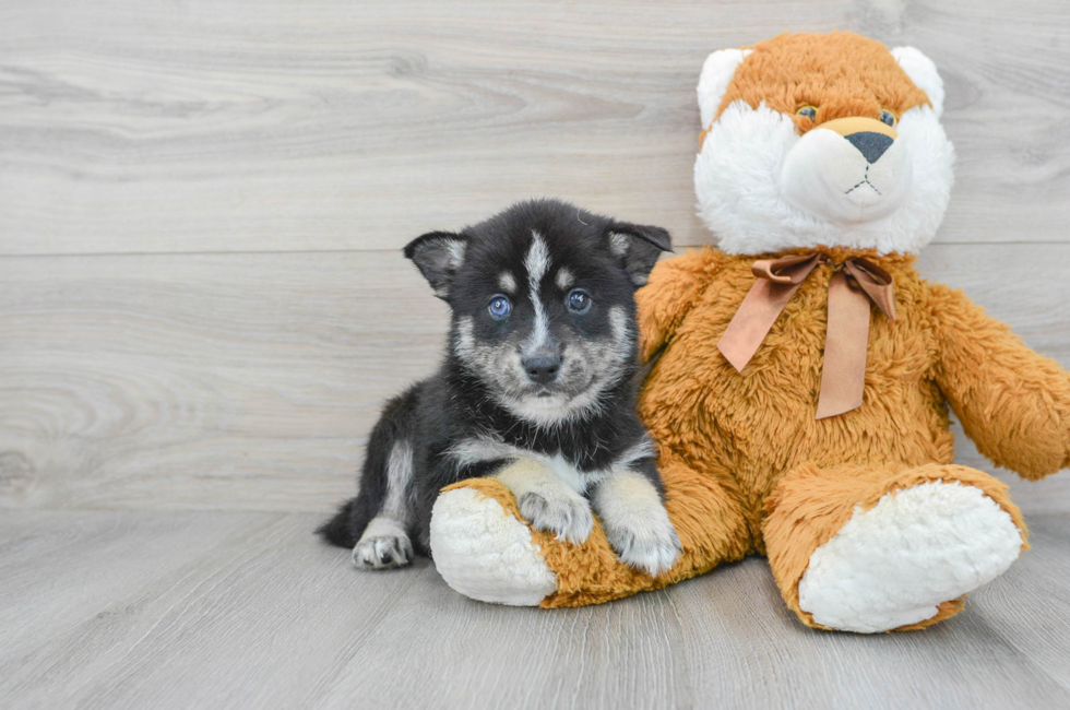 7 week old Pomsky Puppy For Sale - Puppy Love PR