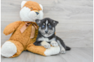 Best Pomsky Baby