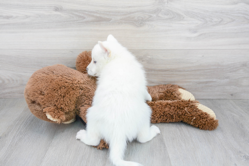 Cute Pomsky Baby