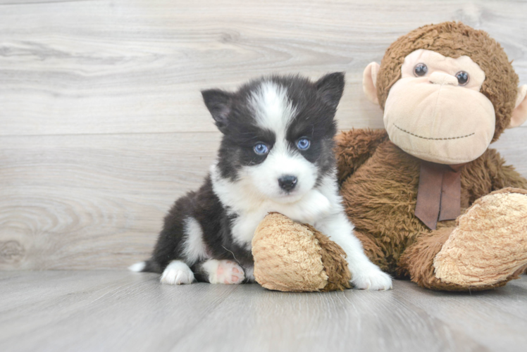 Meet Manny - our Pomsky Puppy Photo 1/3 - Puppy Love PR Best Pomsky Baby