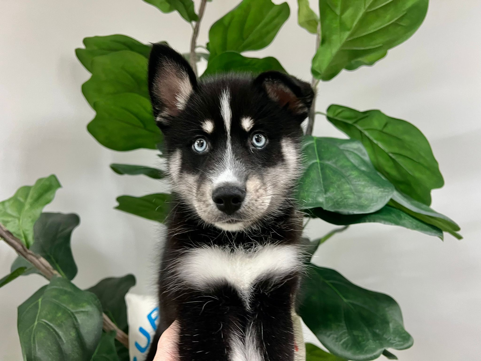 Cute Pomsky Baby