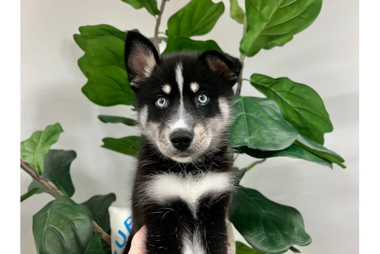 Cute Pomsky Baby