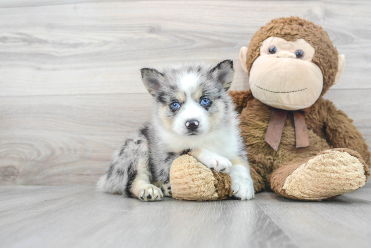 Pomsky Pup Being Cute