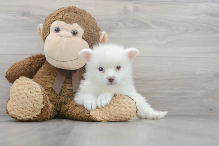 Meet Maximus - our Pomsky Puppy Photo 1/3 - Puppy Love PR Best Pomsky Baby