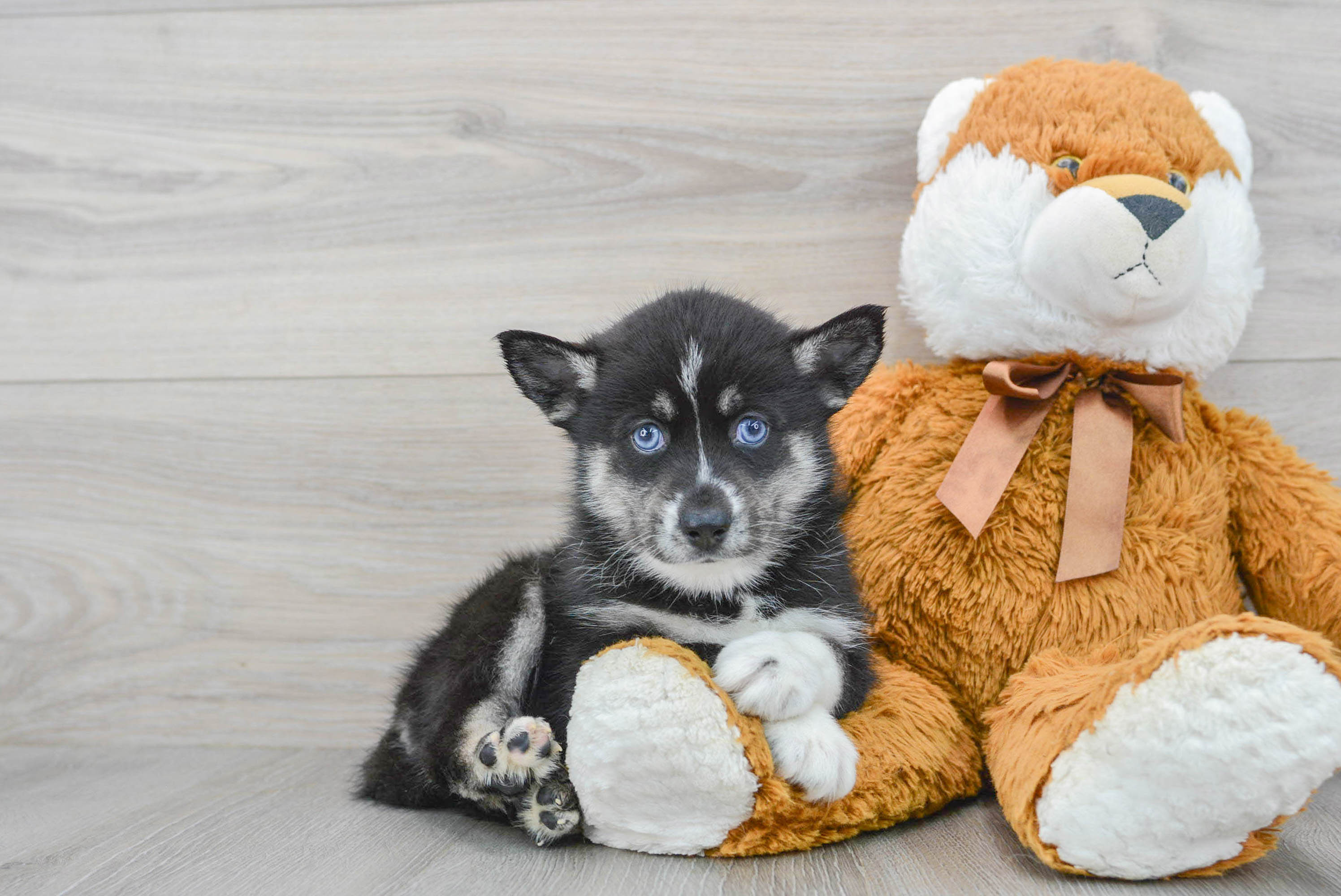 Adorable Mini Husky Designer Puppy
