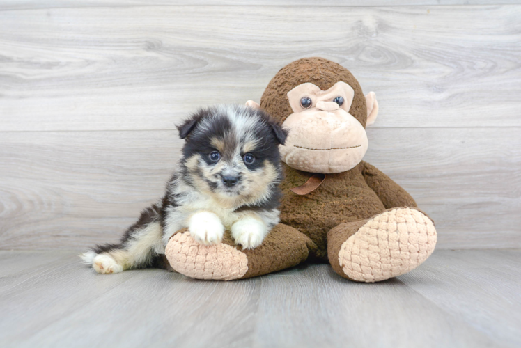 Pomsky Pup Being Cute