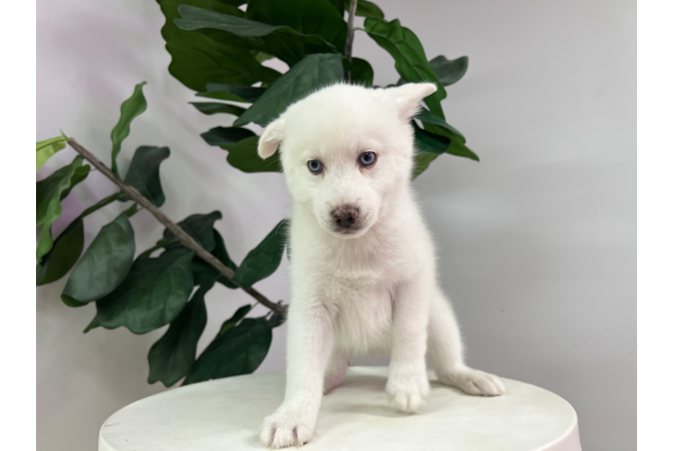 Meet Morocco - our Pomsky Puppy Photo 1/4 - Puppy Love PR Pomsky Puppy for Adoption