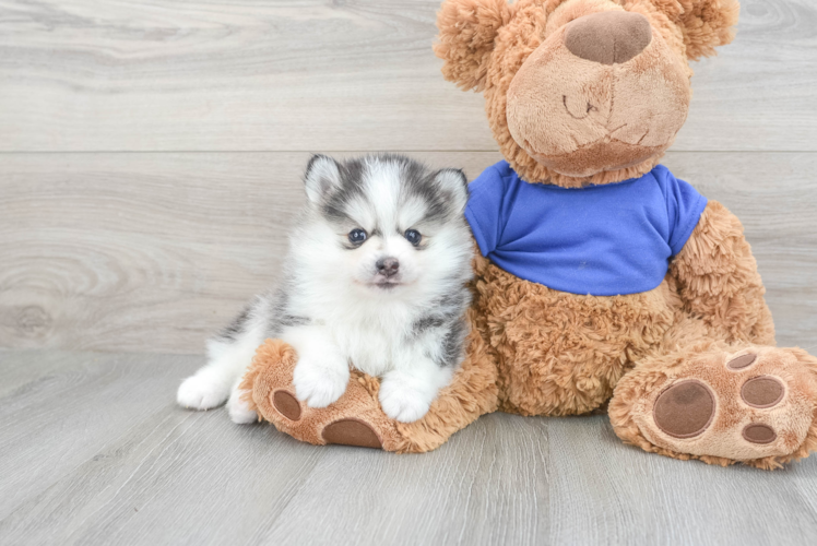 Adorable Mini Husky Designer Puppy