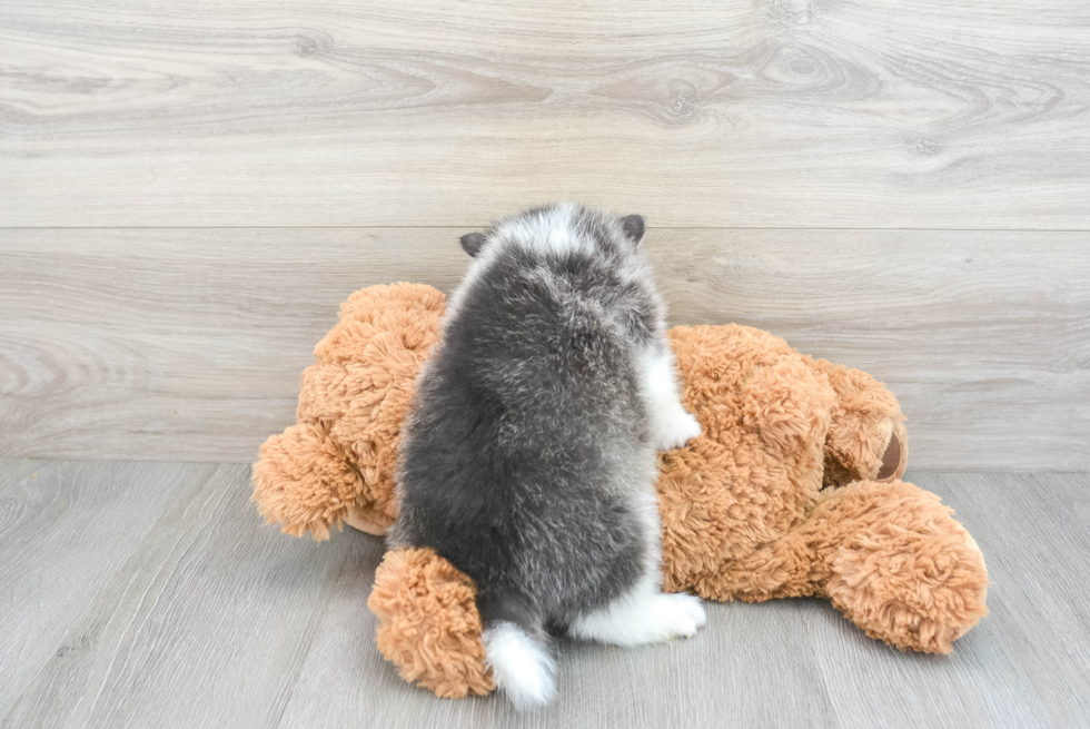 Friendly Pomsky Baby