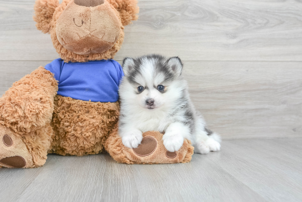 Cute Pomsky Baby