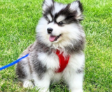 Pomsky Puppies For Sale Puppy Love PR