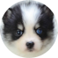 Pomsky Puppy For Sale - Puppy Love PR