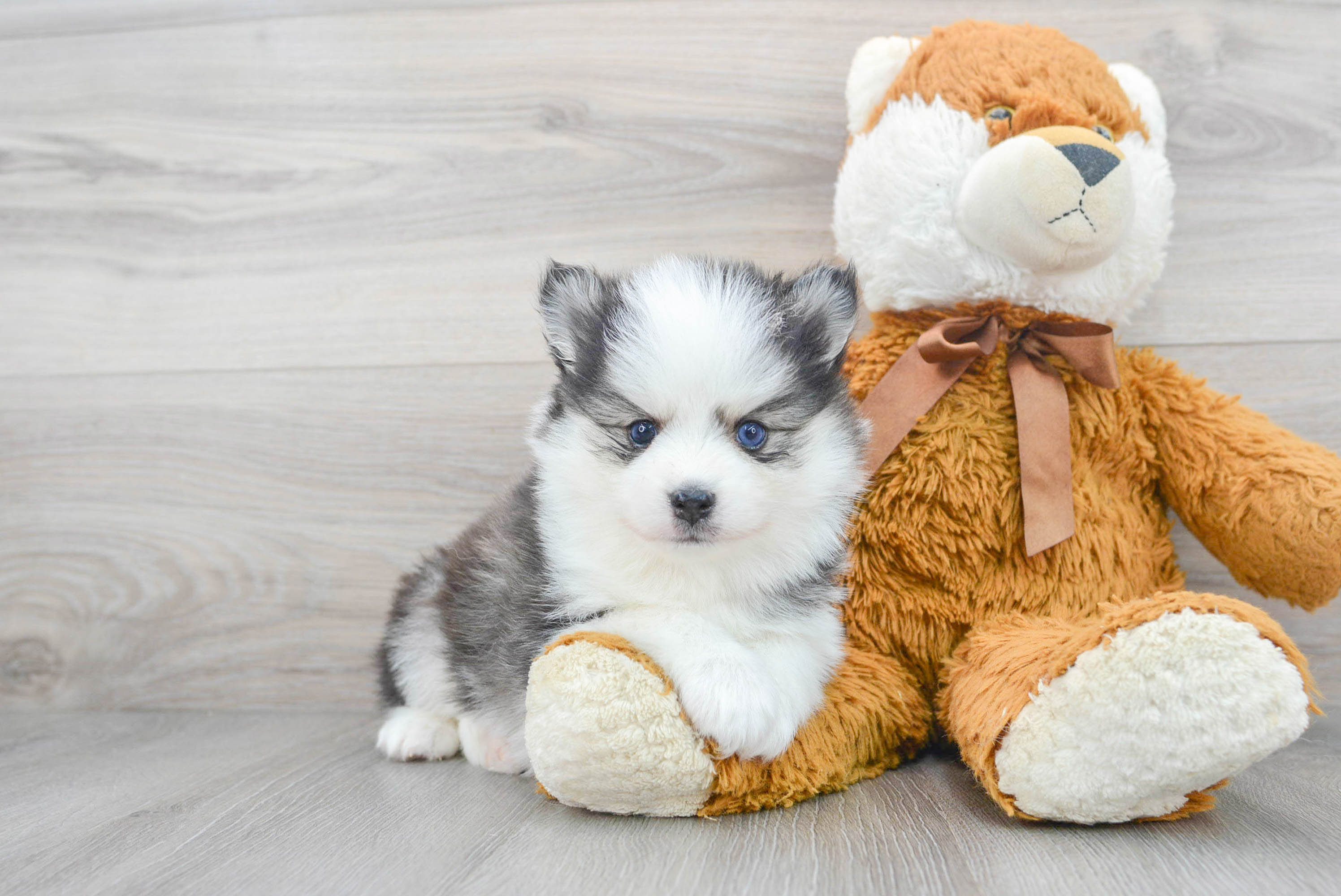 Small Pomsky Baby