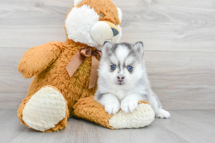 Pomsky Pup Being Cute