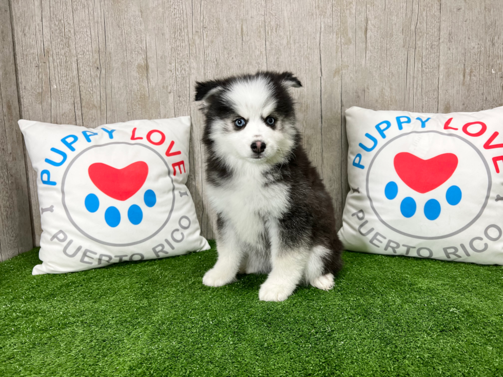 Cute Pomsky Designer Pup