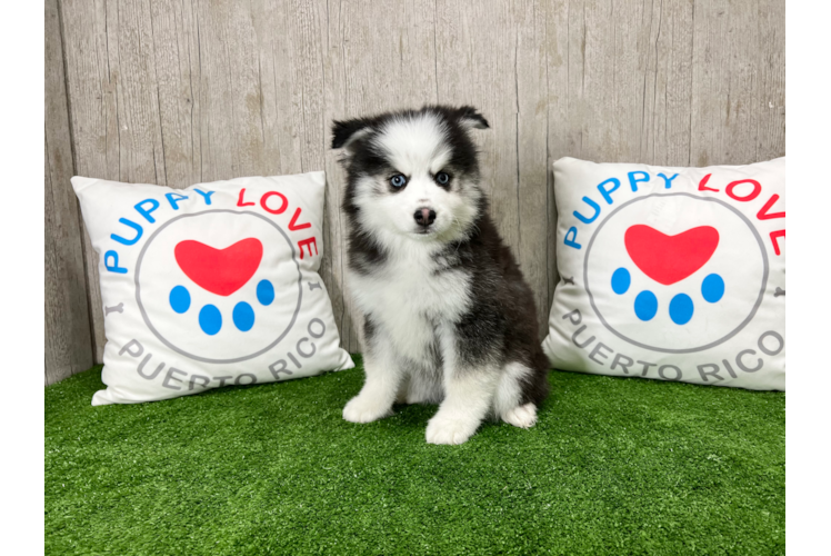 Meet Shelby - our Pomsky Puppy Photo 1/5 - Puppy Love PR Cute Pomsky Designer Pup
