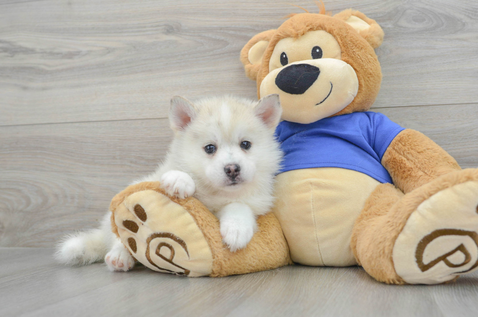 8 week old Pomsky Puppy For Sale - Puppy Love PR