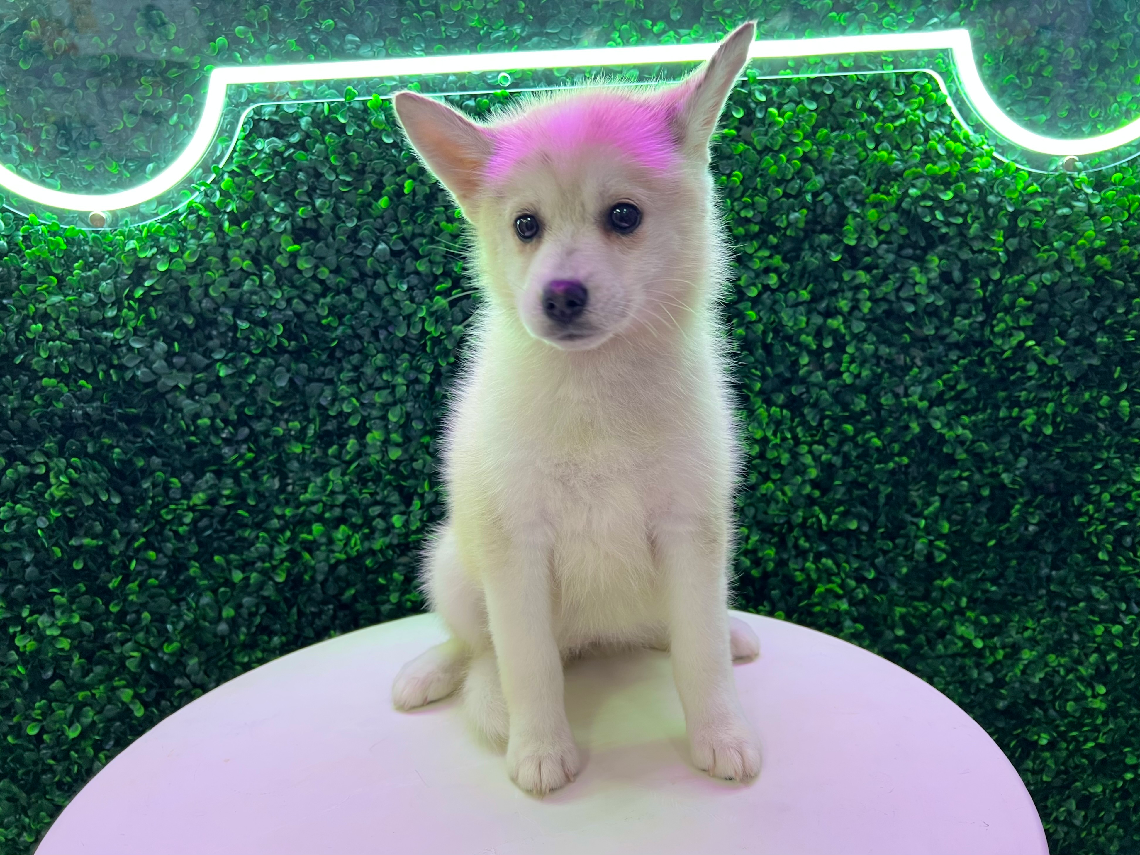 Pomsky Puppy for Adoption