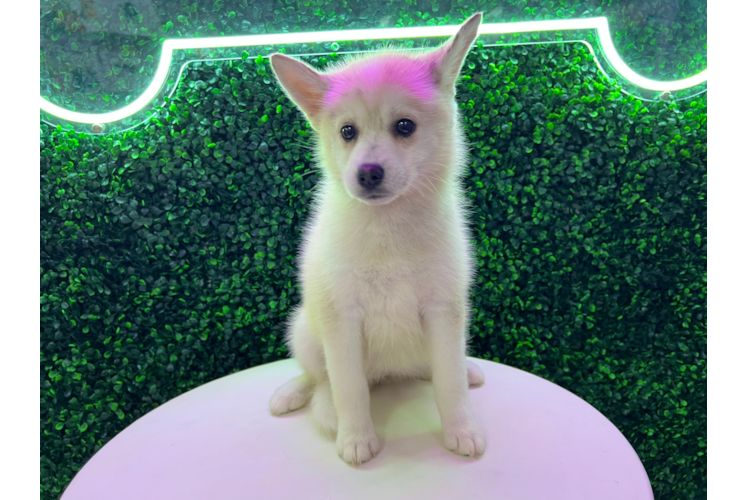 Meet Sky - our Pomsky Puppy Photo 1/4 - Puppy Love PR Pomsky Puppy for Adoption