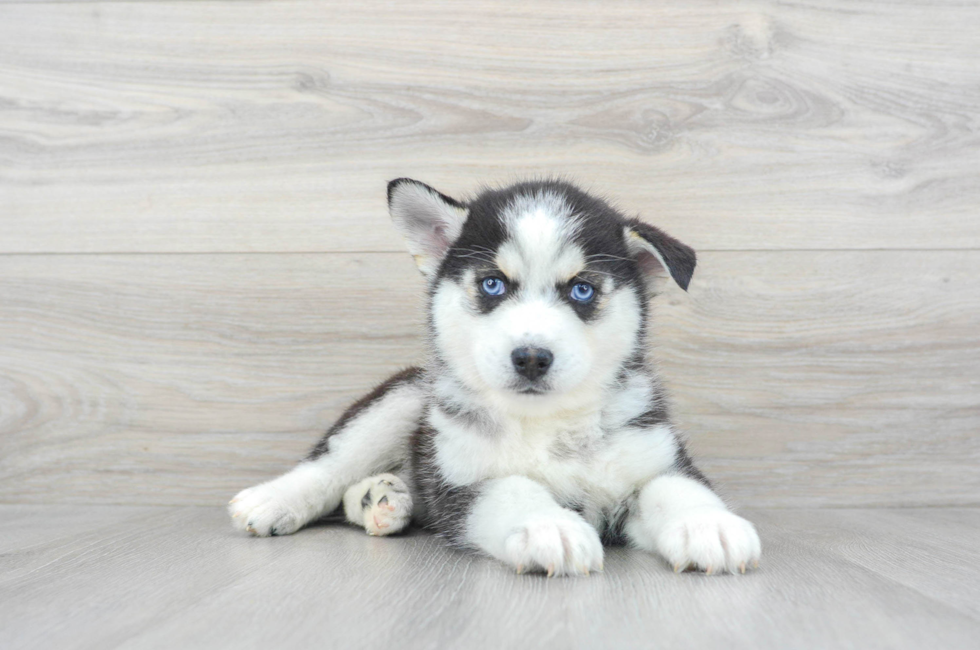 6 week old Pomsky Puppy For Sale - Puppy Love PR