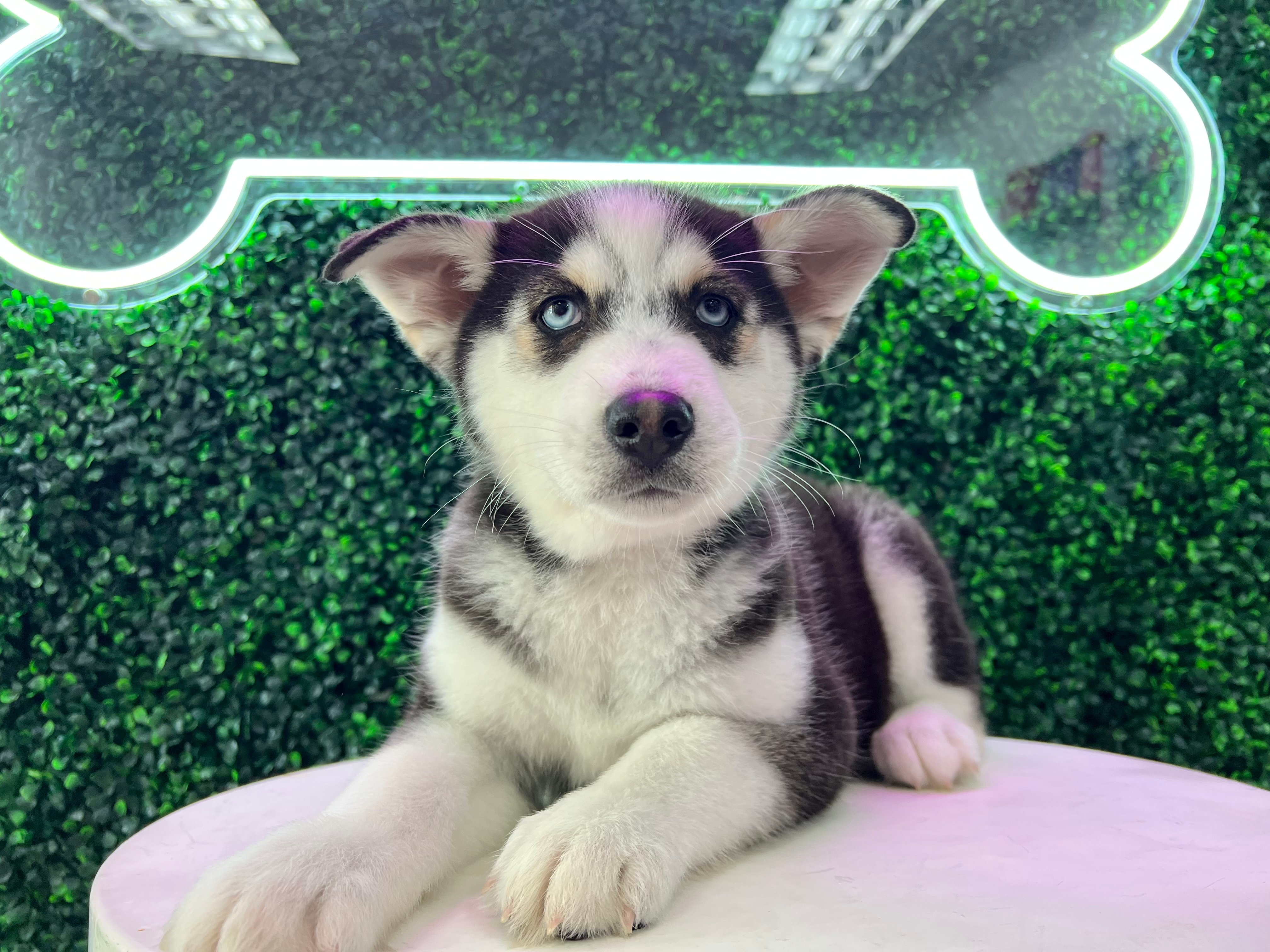 Cute Pomsky Designer Pup