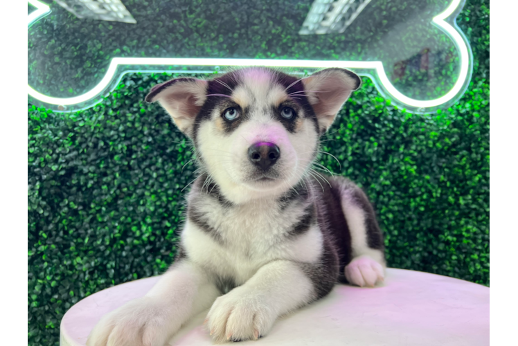 Meet Sox - our Pomsky Puppy Photo 1/4 - Puppy Love PR Cute Pomsky Designer Pup
