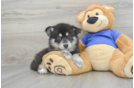 Best Pomsky Baby