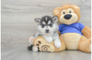 Funny Pomsky Designer Pup