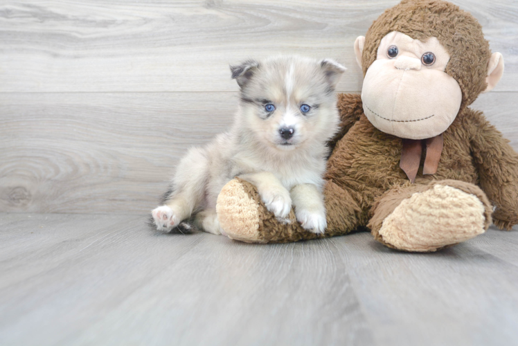 Meet Sterling - our Pomsky Puppy Photo 1/3 - Puppy Love PR Cute Mini Husky Designer Puppy