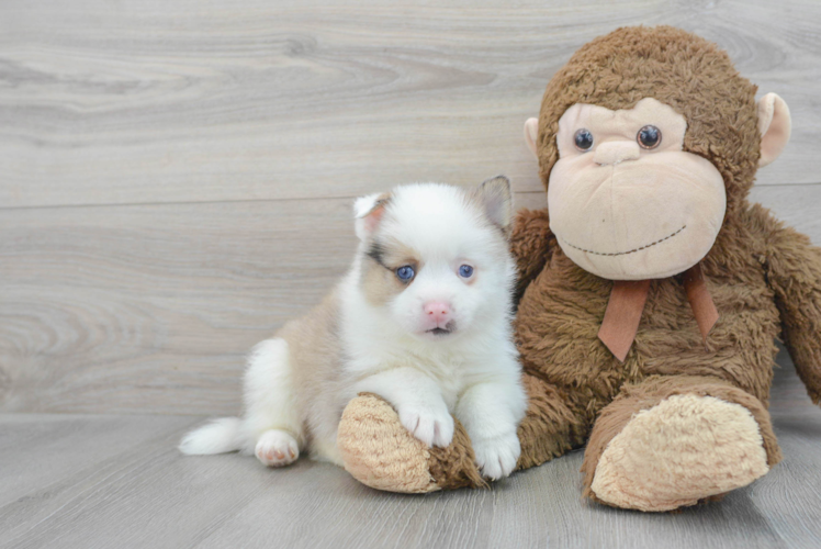 Pomsky Pup Being Cute