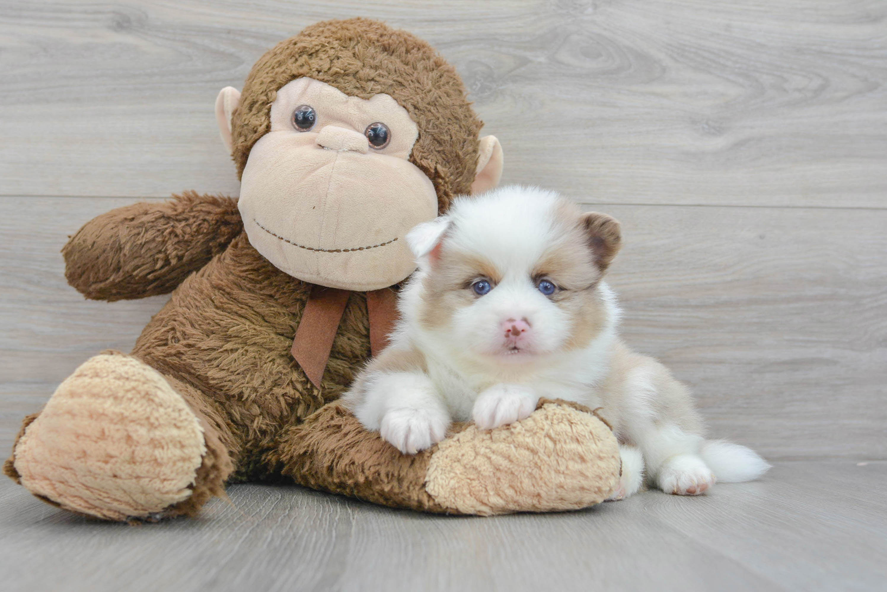 Pomsky Puppy for Adoption