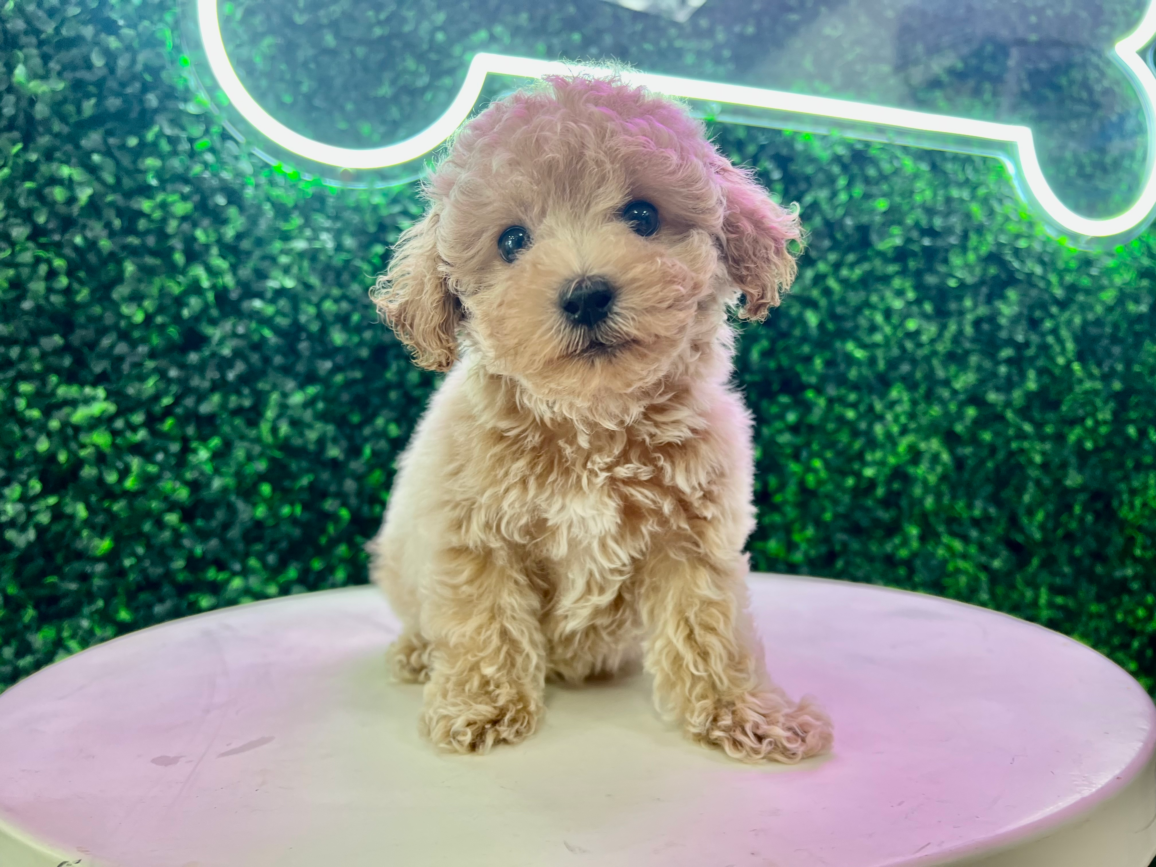 Cute Poochon Poodle Mix Pup