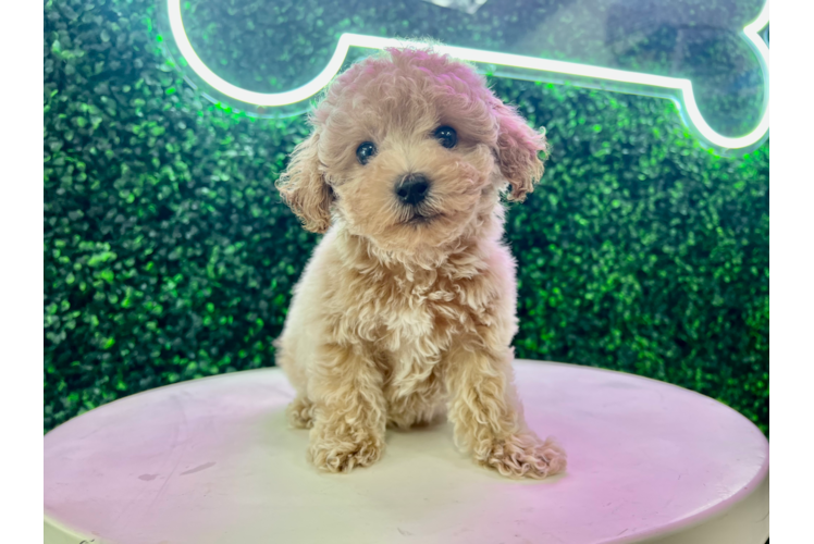 Meet Andy Cruz - our Poochon Puppy Photo 1/4 - Puppy Love PR Cute Poochon Poodle Mix Pup