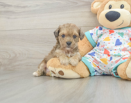 5 week old Poochon Puppy For Sale - Puppy Love PR