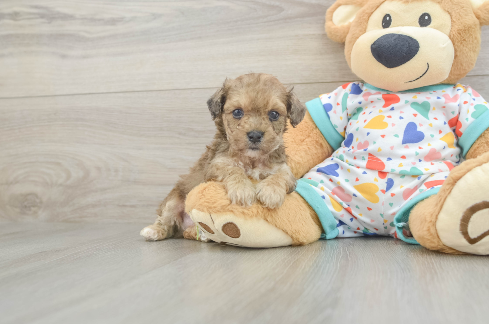 5 week old Poochon Puppy For Sale - Puppy Love PR